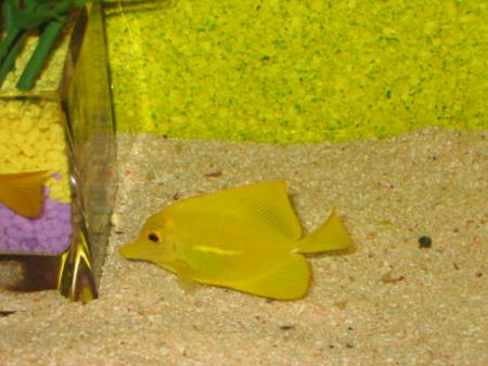 poisson jaune! lol